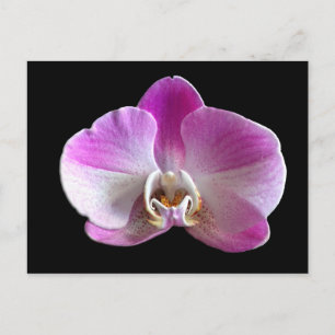 Lila und weiße Orchidee Postkarte