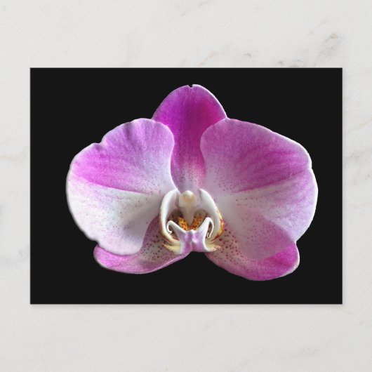 Lila und weiße Orchidee Postkarte (Vorderseite)