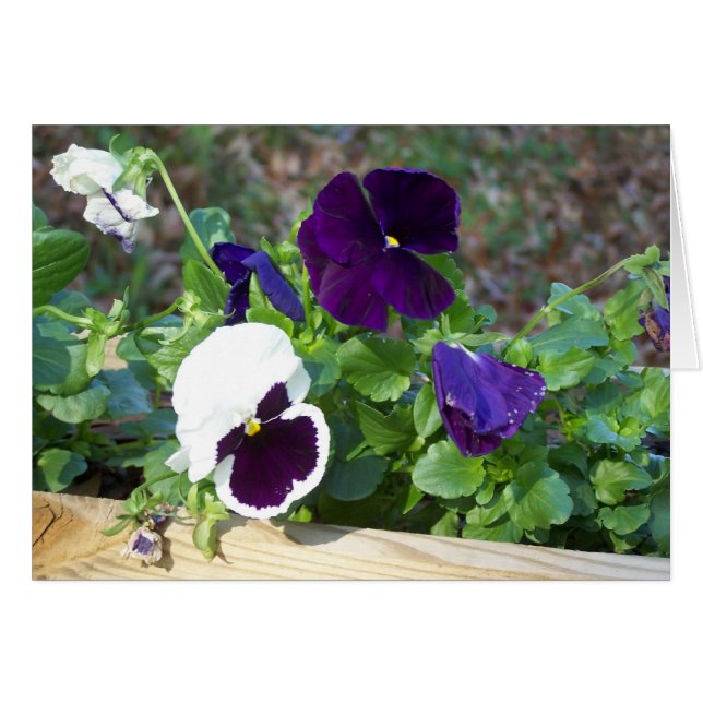 Lila und weiße Pansy (Vorderseite (Horizontal))