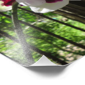 Lila und weiße Phalaenopsis Orchid Fotodruck (Ecke)