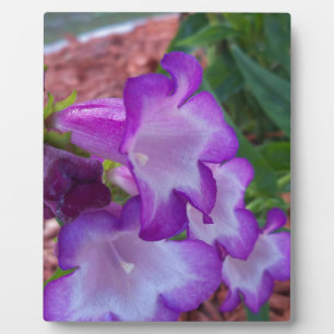 Lila und weiße Phönix-Penstemon-Blume Fotoplatte