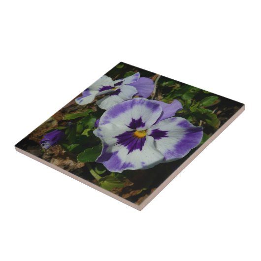 Lila und weiße Stiefmütterchen farbenfroh bläserne Fliese (Seite)