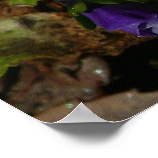 Lila und weiße Stiefmütterchen farbenfroh bläserne Poster (Ecke)