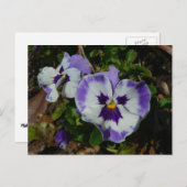 Lila und weiße Stiefmütterchen farbenfroh bläserne Postkarte (Vorne/Hinten)