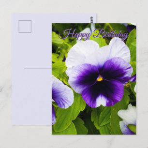Lila und weiße Stiefmütterchen, Geburtstagspostkar Postkarte