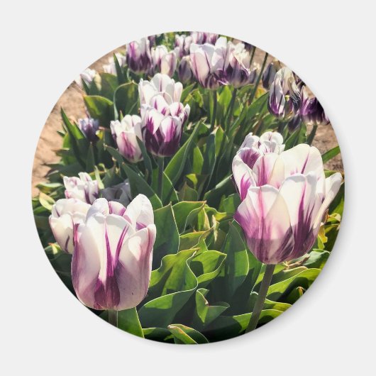Lila und weiße Streifen Magnet (Vorne)