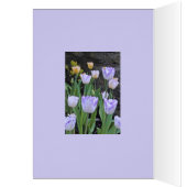 "LILA UND WEISSE TULIPS / Denken Sie an Sie (Innen (Links))