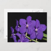 Lila Vanda-Orchidee Postkarte (Vorne/Hinten)