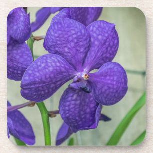 Lila Vanda Orchideen aus hartem Kunststoff Unterse Untersetzer