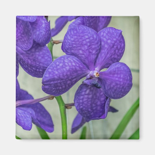 Lila Vanda Orchideen Kühlschrankmagnet (Vorne)