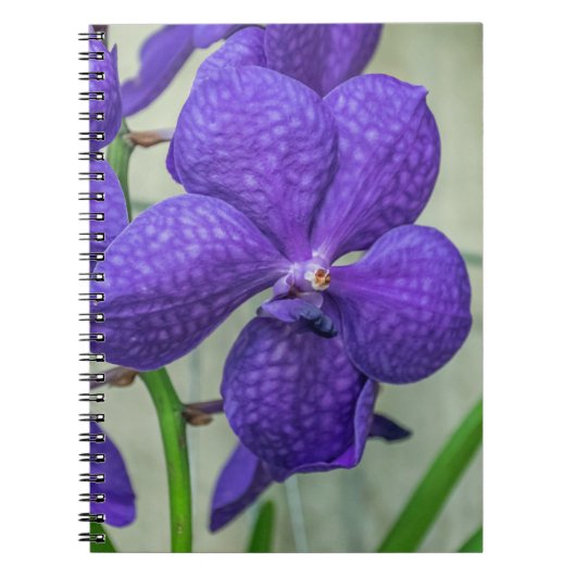 Lila Vanda Orchio Notebook Notizblock (Vorderseite)