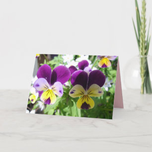 Lila Veilchen Stiefmütterchen Hübsche Blumen Blume Karte