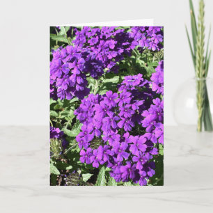 Lila Verbena Grußkarte Karte