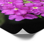 Lila Verbena Poster (Ecke)