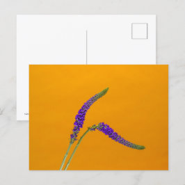 Lila Veronicas Postkarte