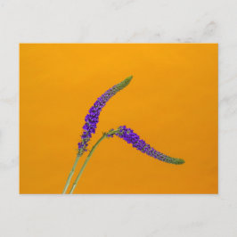 Lila Veronicas Postkarte