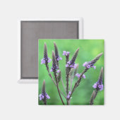 Lila Vervain Wildblume Blume Foto Magnet (Vorderseite/Rückseite)