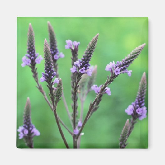 Lila Vervain Wildblume Blume Foto Magnet (Vorne)