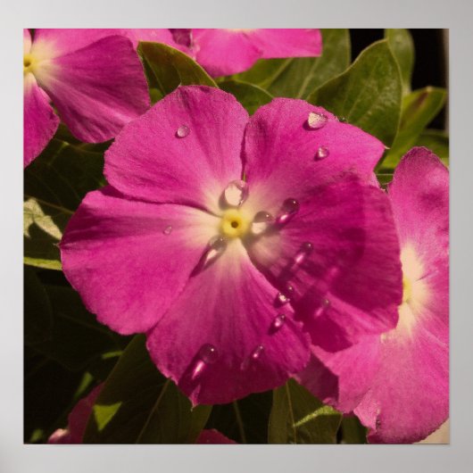 Lila Vinca-Poster Poster (Vorne)