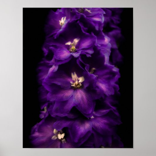 Lila Vintage Delphinium Poster (Vorne)