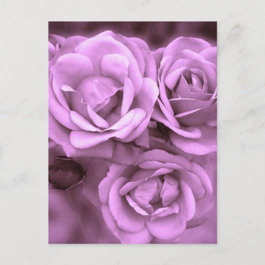 Lila Vintage Rose Postkarte (Vorderseite)