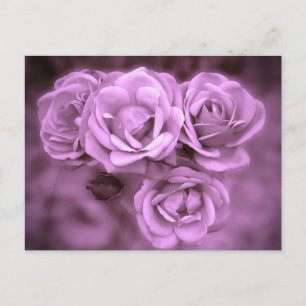 Lila Vintage-Rosen Postkarte