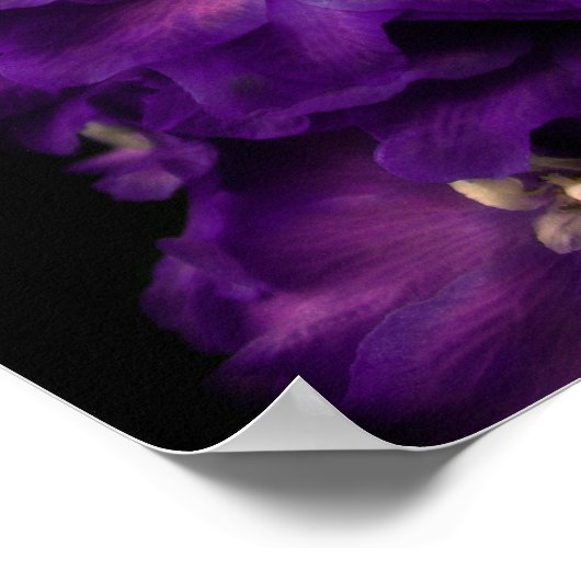 Lila Vintages Delphinium Poster (Ecke)