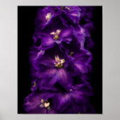 Lila Vintages Delphinium Poster (Vorne)