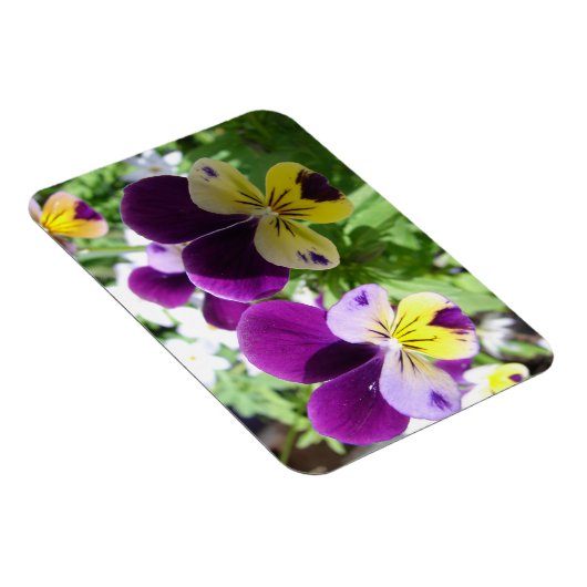 Lila Viola Pansy Hübsche Blume Blumenkarte Magnet (Rechte Seite)