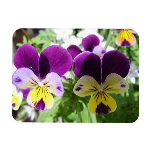 Lila Viola Pansy Hübsche Blume Blumenkarte Magnet (Horizontal)