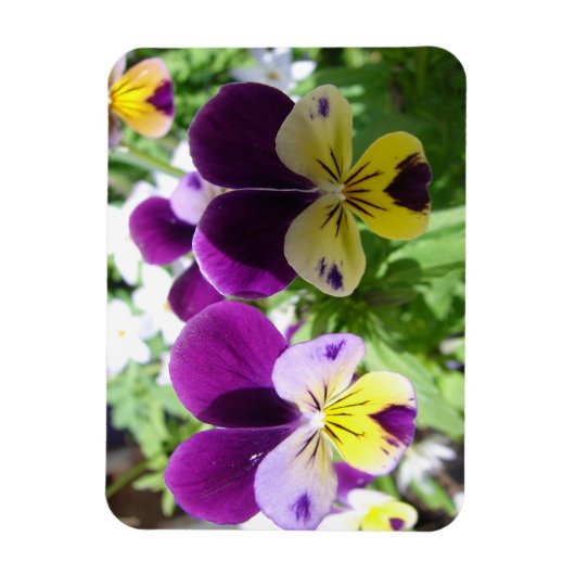 Lila Viola Pansy Hübsche Blume Blumenkarte Magnet (Vertikal)
