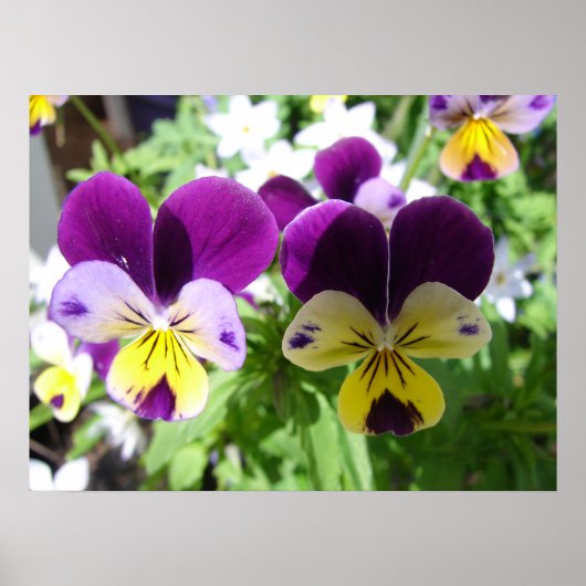 Lila Viola Pansy Spring Garden Blume Poster (Vorne)