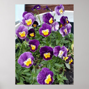 Lila Viola Violas Blumengarten Poster