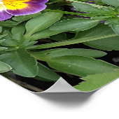 Lila Viola Violas Blumengarten Poster (Ecke)