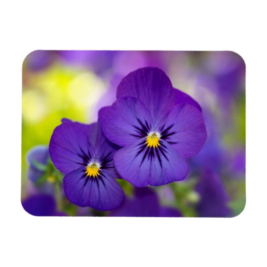 Lila Violas Magnet (Horizontal)