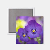 Lila Violas Magnet (Vorderseite/Rückseite)