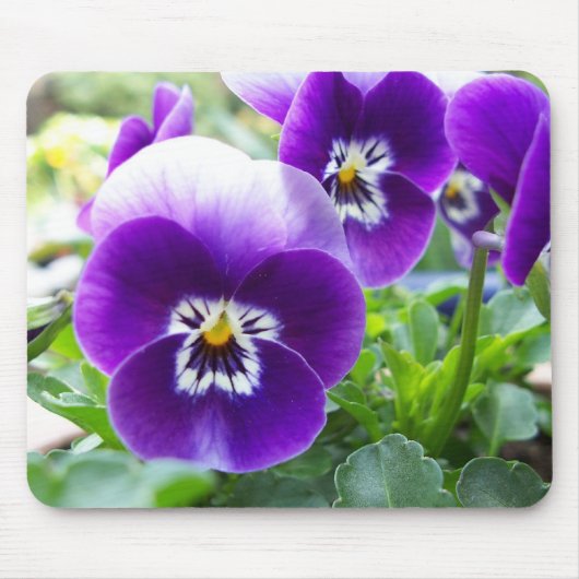 Lila Violas Mousepad (Vorne)