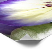 Lila Violas Poster (Ecke)