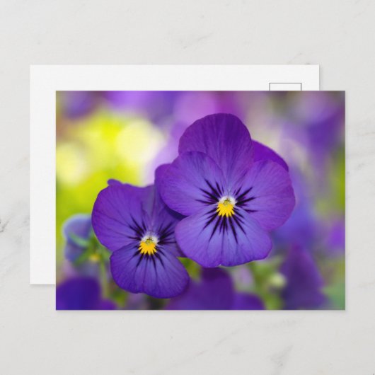 Lila Violas Postkarte (Vorne/Hinten)
