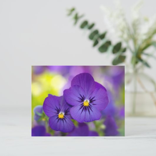 Lila Violas Postkarte (Stehend Vorderseite)