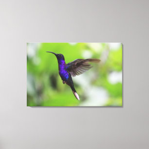 Lila Violet Sabrewing Hummingbird Leinwand Foto