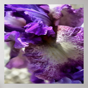 Lila, Violet und Mauve Iris Abstrakt Poster