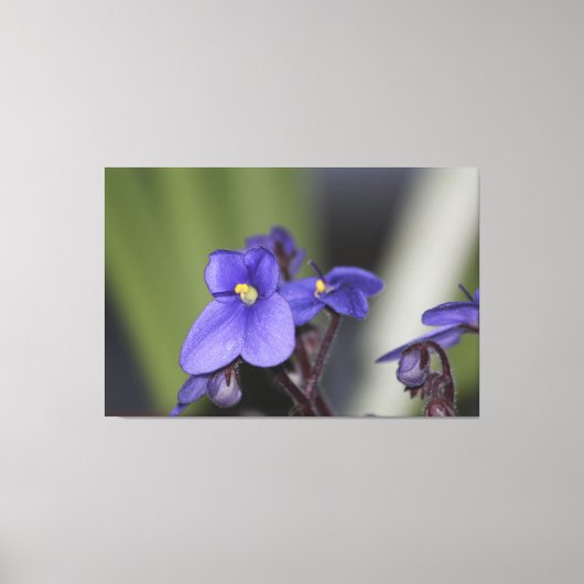 Lila Violett-Blume blüht Leinwanddruck (Vorderseite)