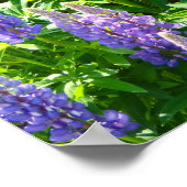 Lila violett rosa pink Lupinen Blumen polyphyllus Poster (Ecke)