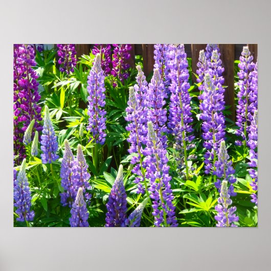 Lila violett rosa pink Lupinen Blumen polyphyllus Poster (Vorne)