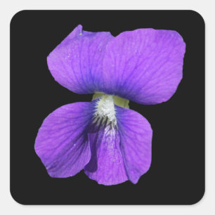 Lila Violettaufkleber Quadratischer Aufkleber