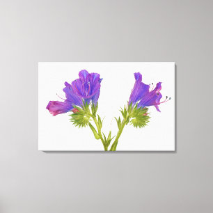 Lila Viper Bugloss (Echinplantaginum) Leinwanddruck