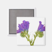 Lila Viper Bugloss (Echinplantaginum) Magnet (Vorderseite/Rückseite)