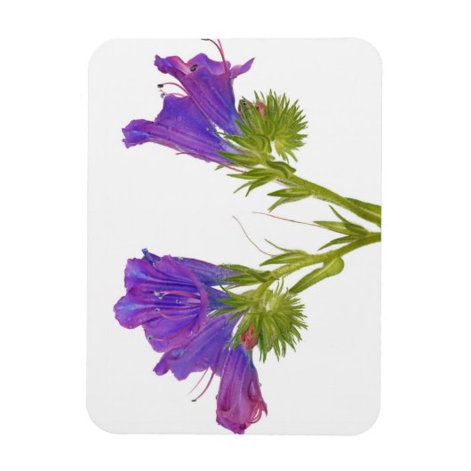 Lila Viper Bugloss (Echinplantaginum) Magnet (Vertikal)