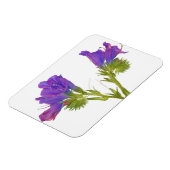 Lila Viper Bugloss (Echinplantaginum) Magnet (Linke Seite)